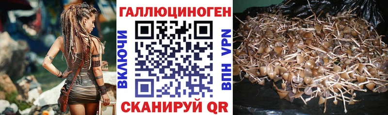 Галлюциногенные грибы Psilocybe Копейск
